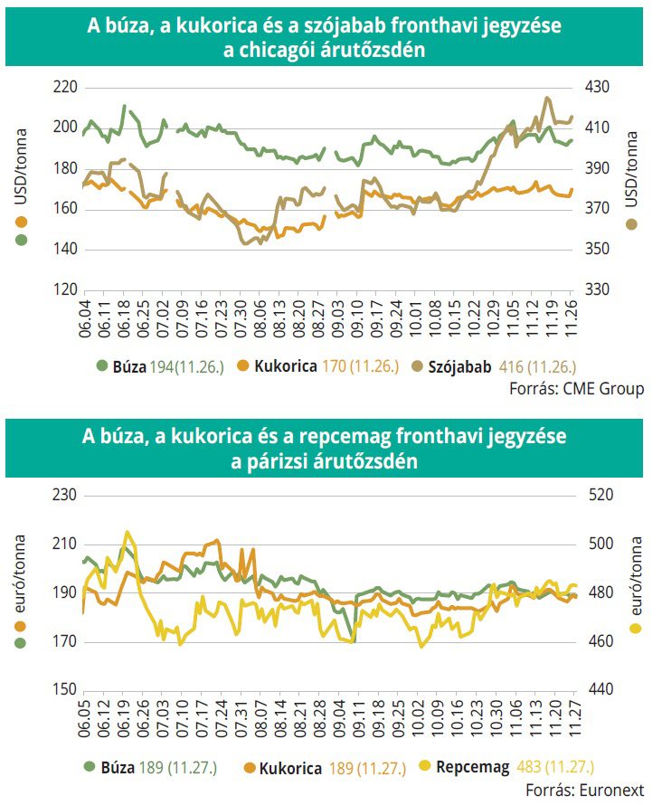 buza_kukorica_gabona_49