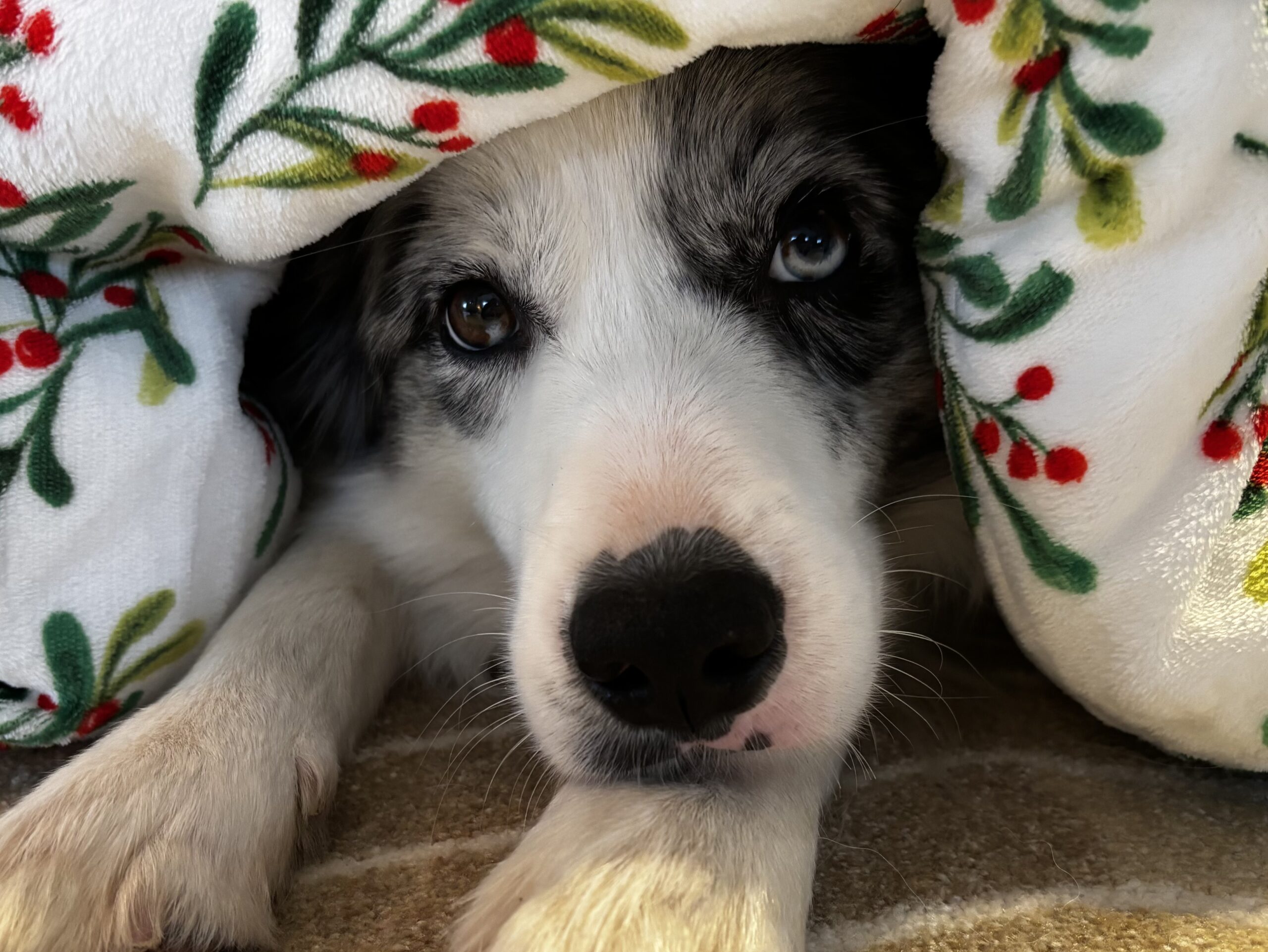 A szilveszter sötét oldala – Kutyák a tűzijáték árnyékában