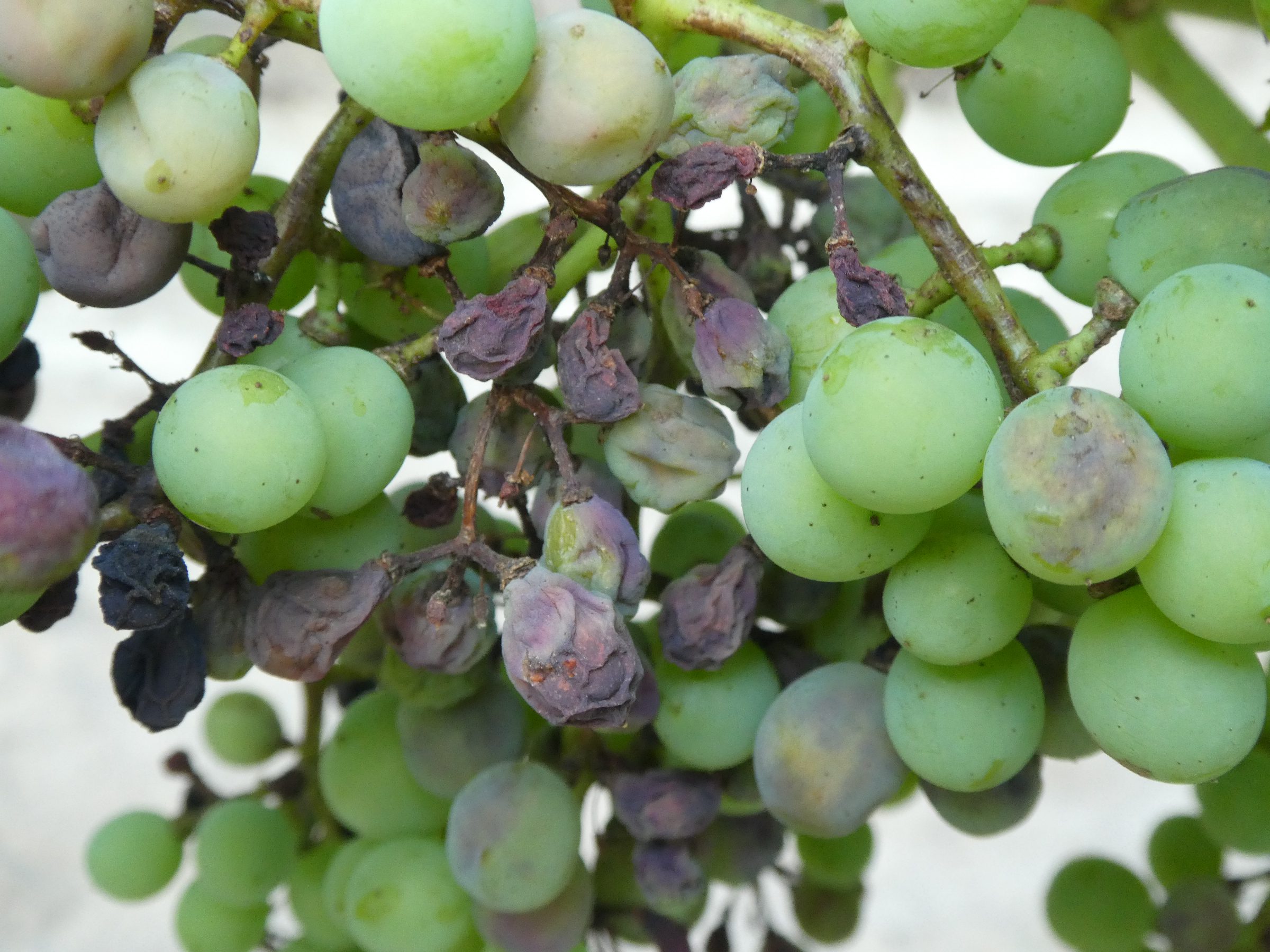 A feketerothadással fertőzött fürtöket távolítsuk elaz ültetvényből