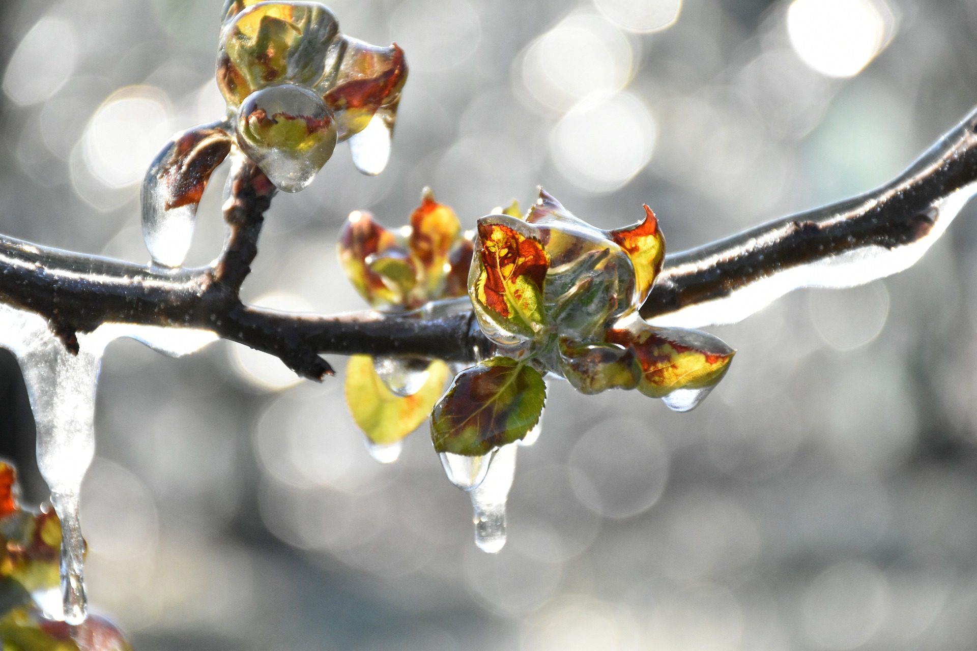 fagy időjárás tavasz jég gyümölcsfa