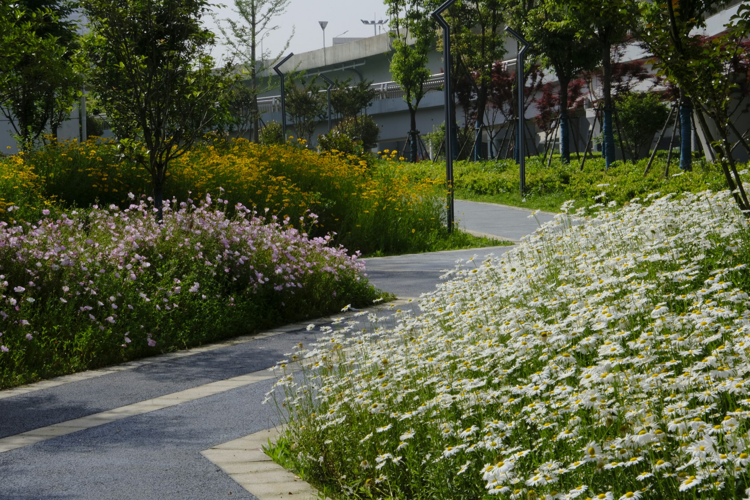 Virágzó évelők és cserjék városizöldsávban. A fajválasztás és a fenntartás közvetlenül befolyásolja a települési pollenterhelést