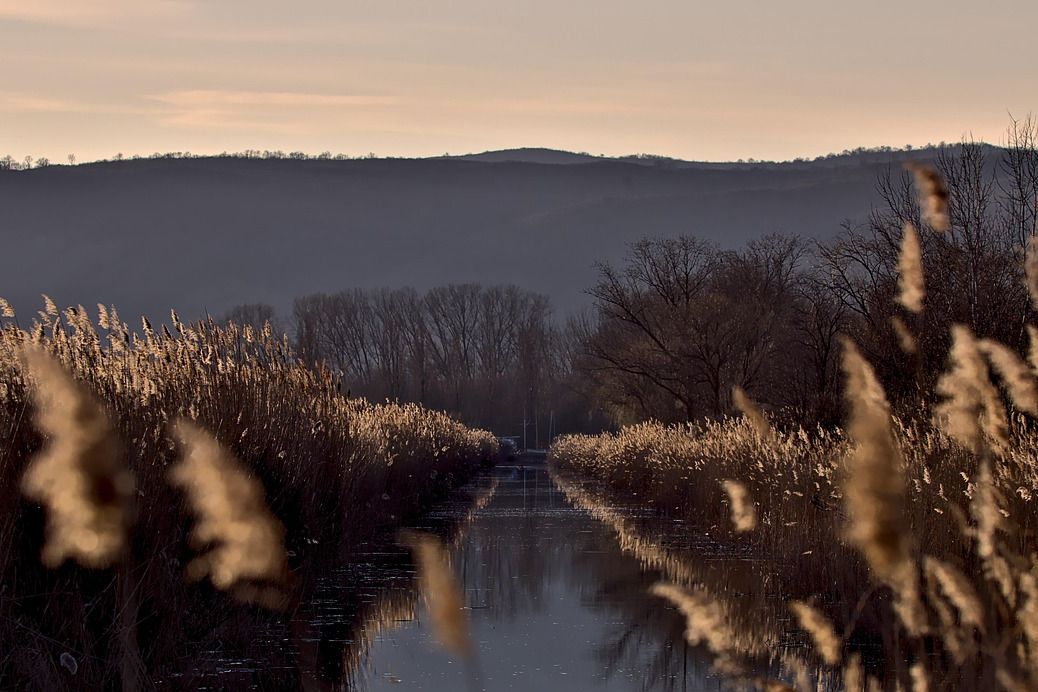 fertő tó nádas