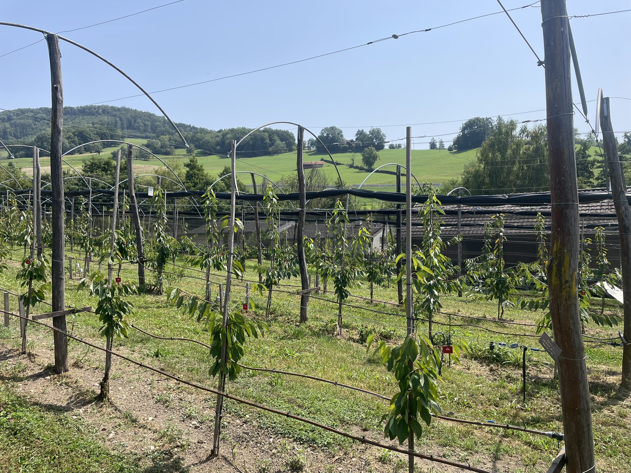 Alma és csonthéjasok biotermesztése Svájcban
