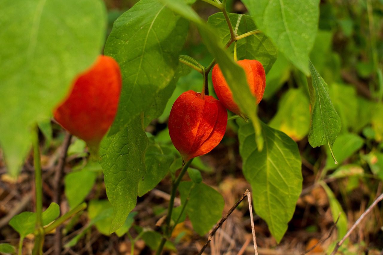 földicseresznye termesztés