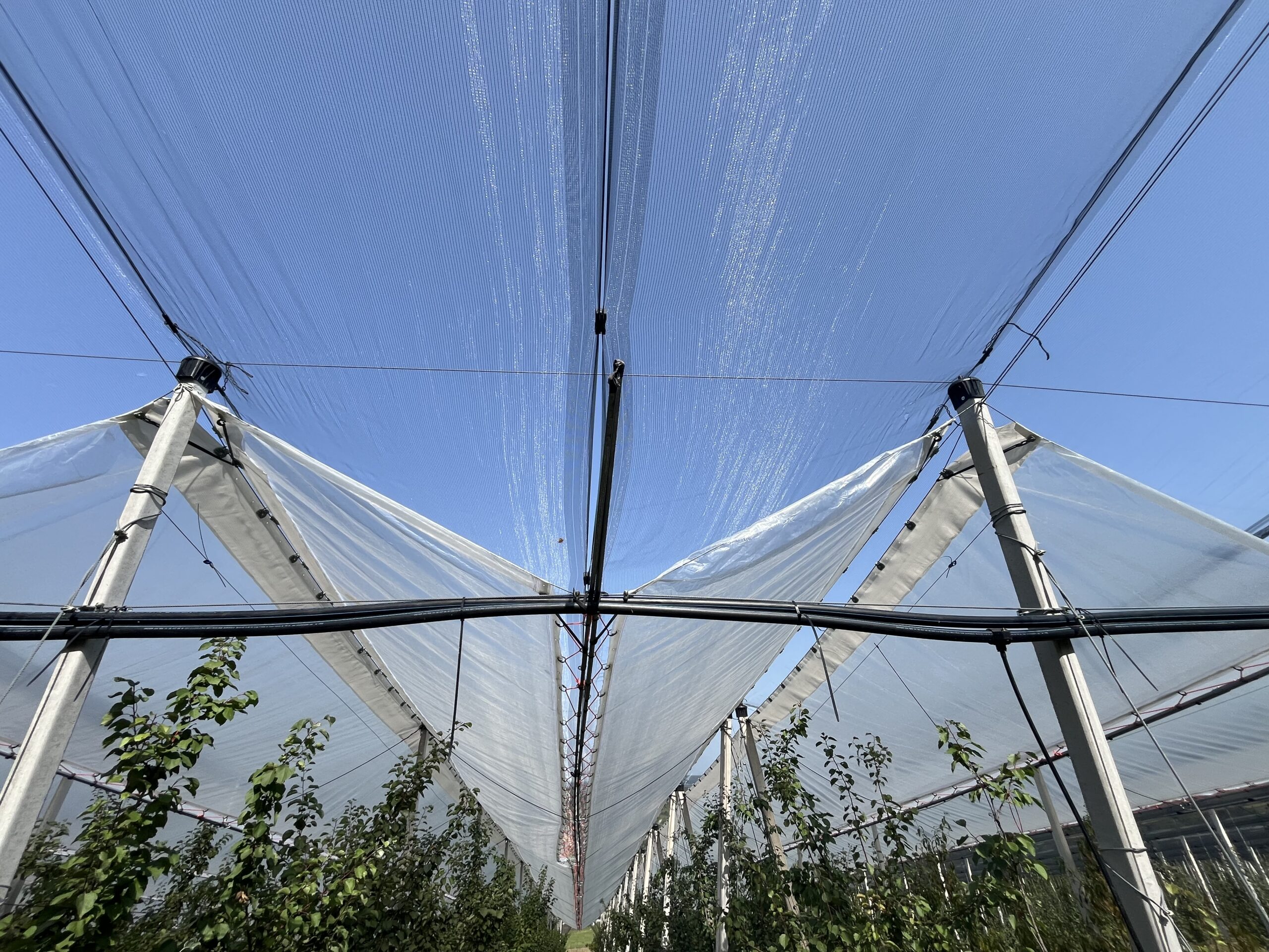 Esőfóliás, jég- és rovarhálósszilvaültetvény