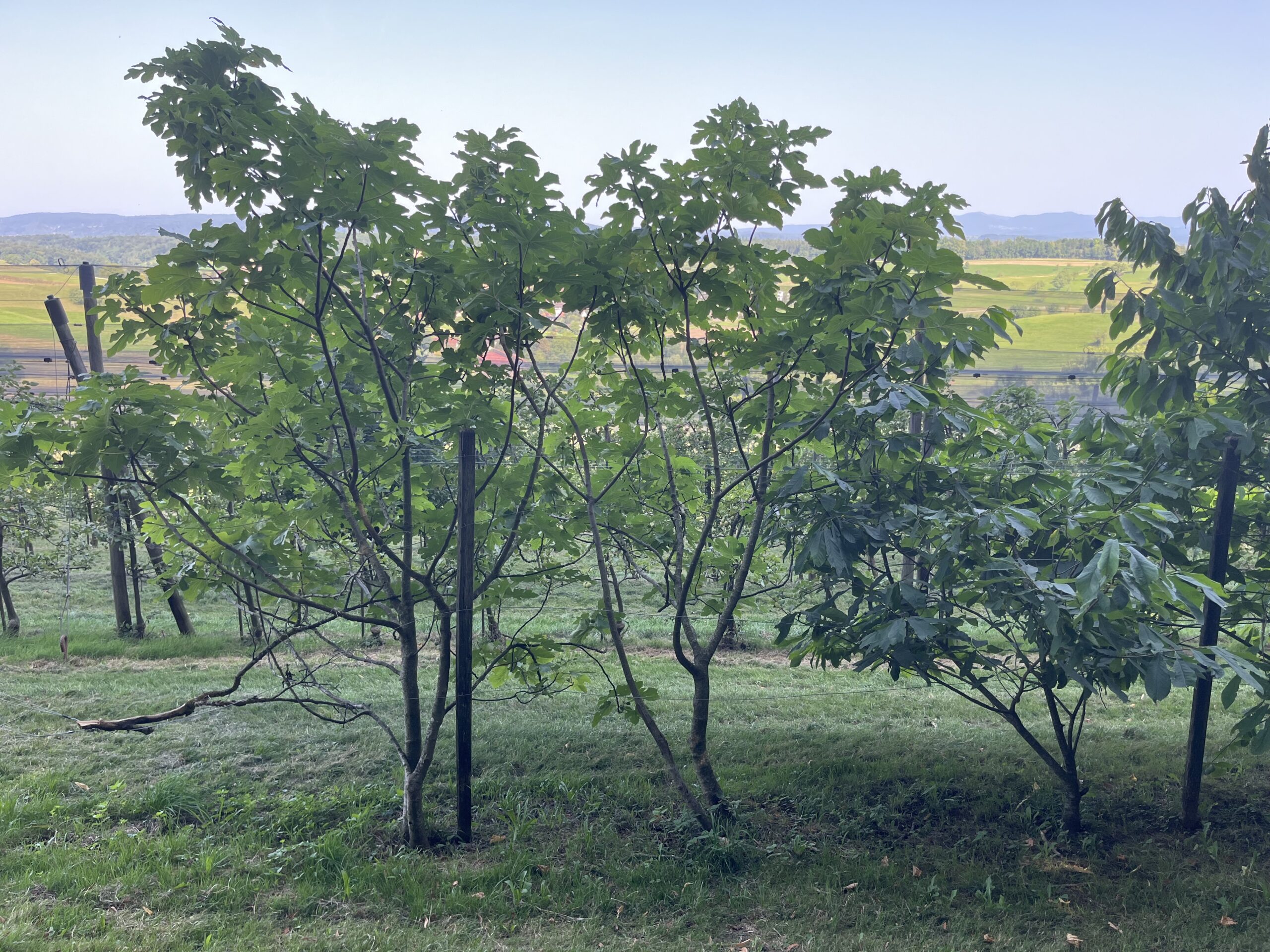 A jövő a jelenben – fügeés szelídgesztenye Svájcban
