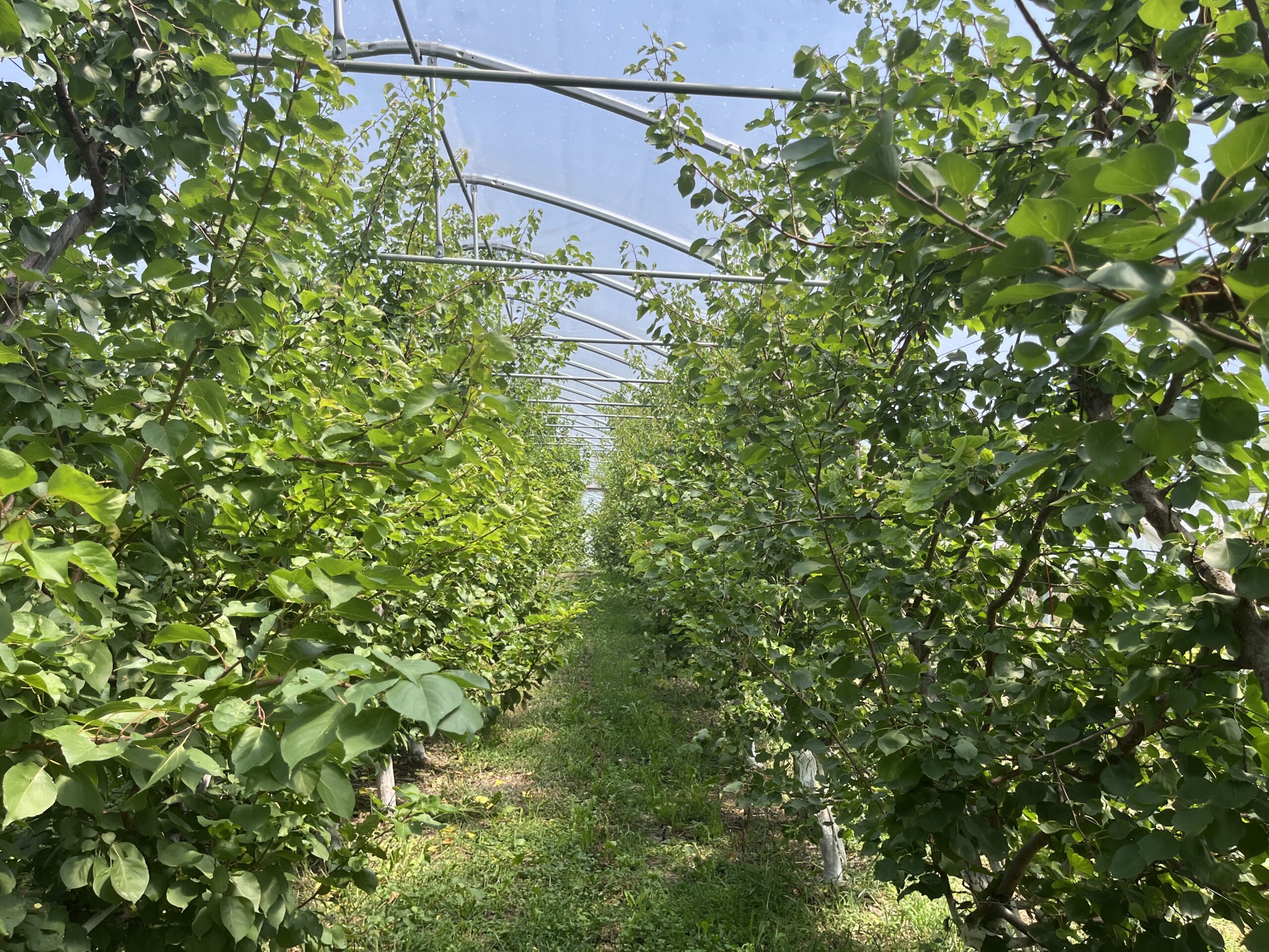 Fűtött fóliaalagút palmetta művelésűkajszival