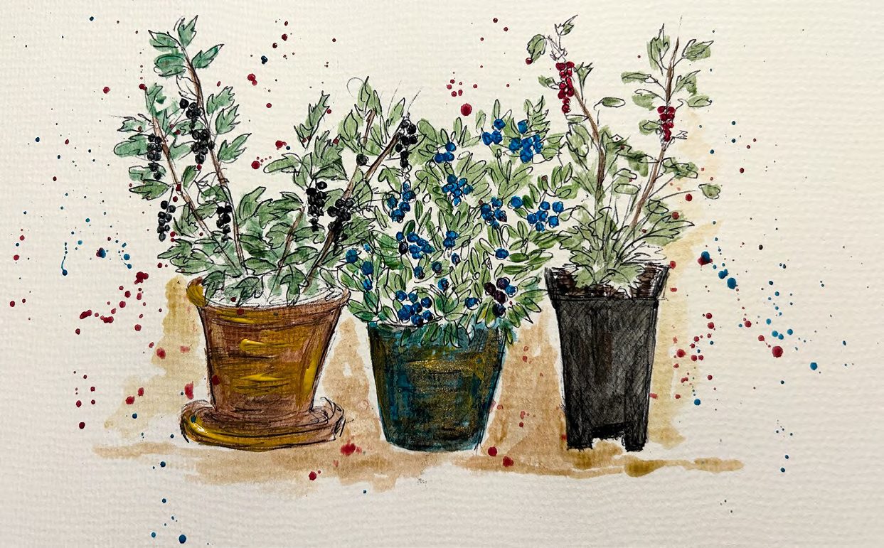 Bogyós gyümölcsök balkonon