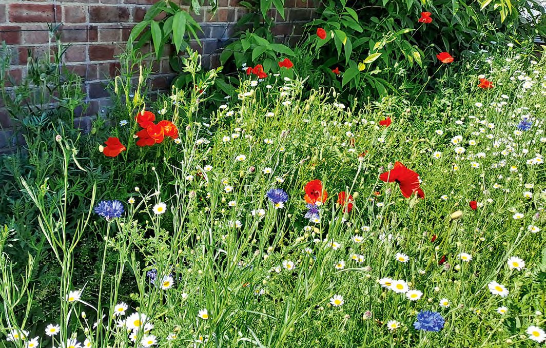 Gyom vagyvadnövénymező