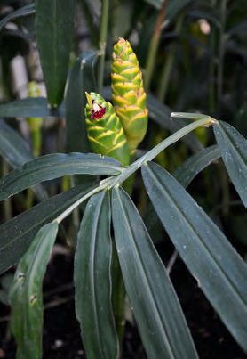A gyömbér levelei két sorbanállnak, fehér virágai tömött füzérvirágzatban nyílnak