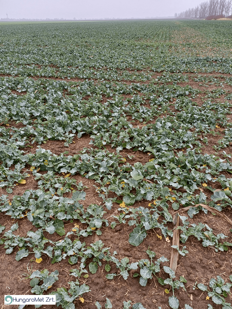 Őszi káposztarepce Miskolc térségében 2025. november 14-én (fotó: Kovács Attila)