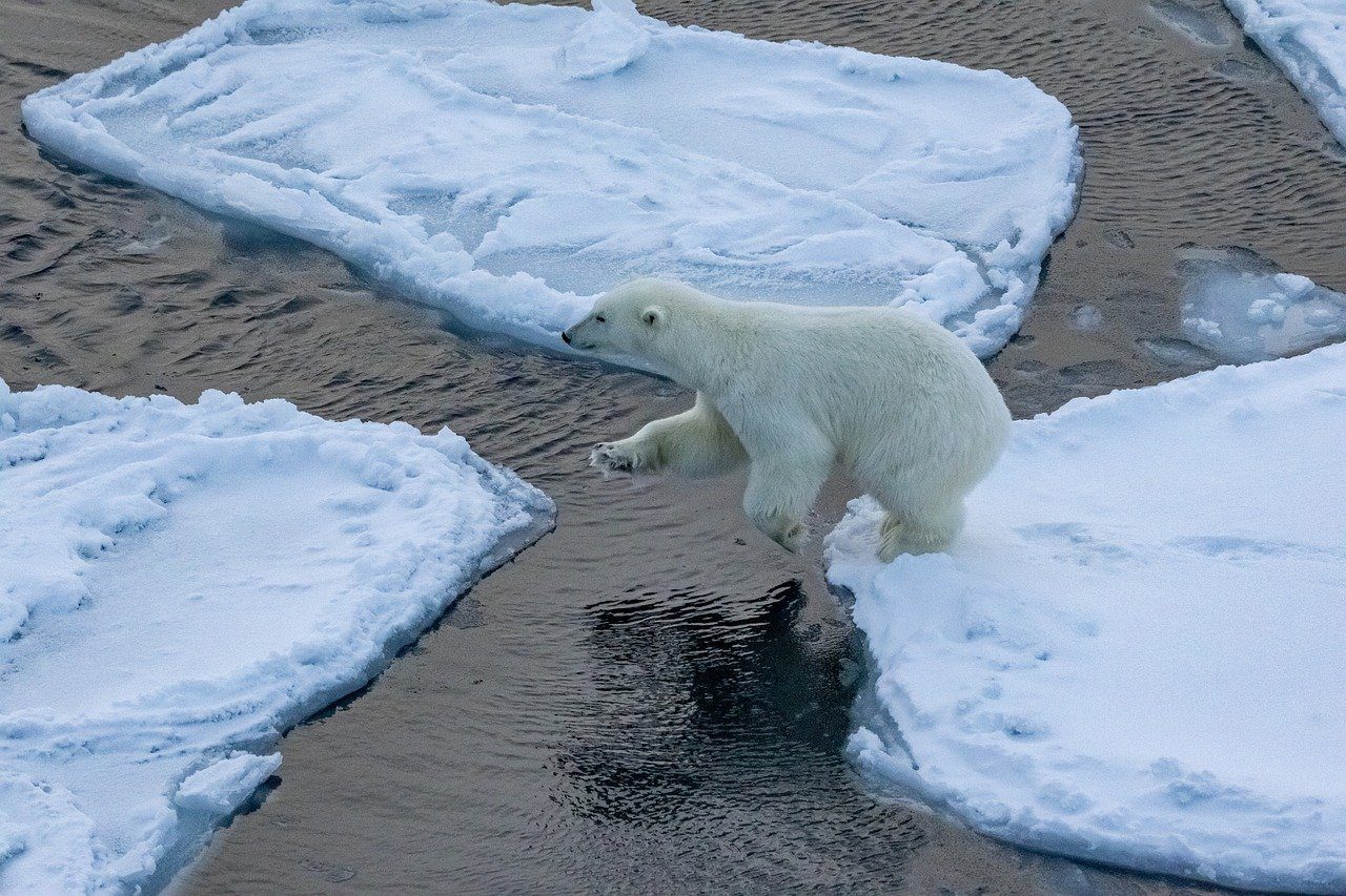 jegesmedve jégtábla