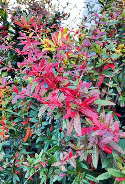 A Mahoberberisek egyik lehetségesszülője, a Júlia-borbolya