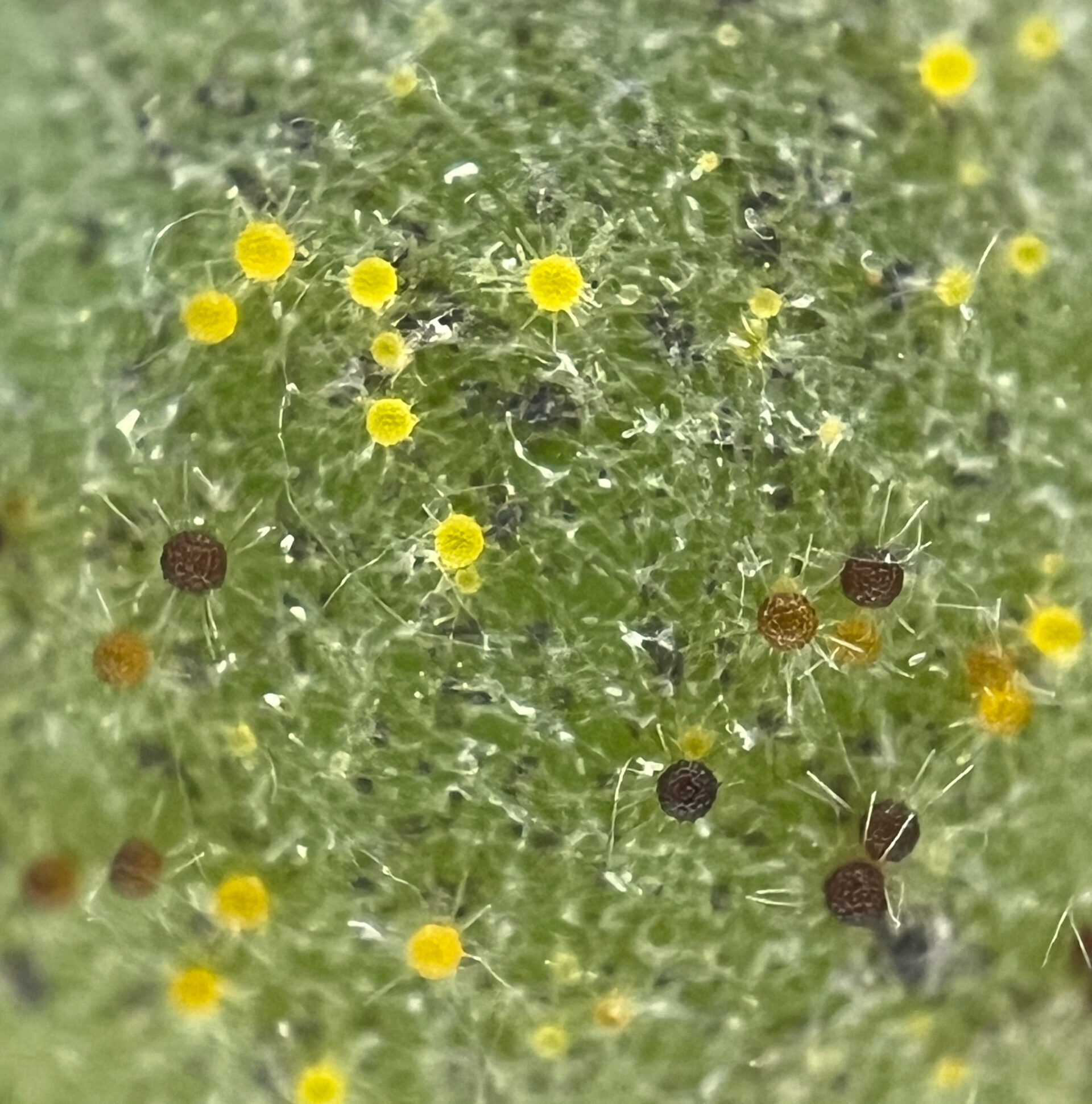 Szőlőlisztharmat áttelelő termőtestei a bogyók felületén