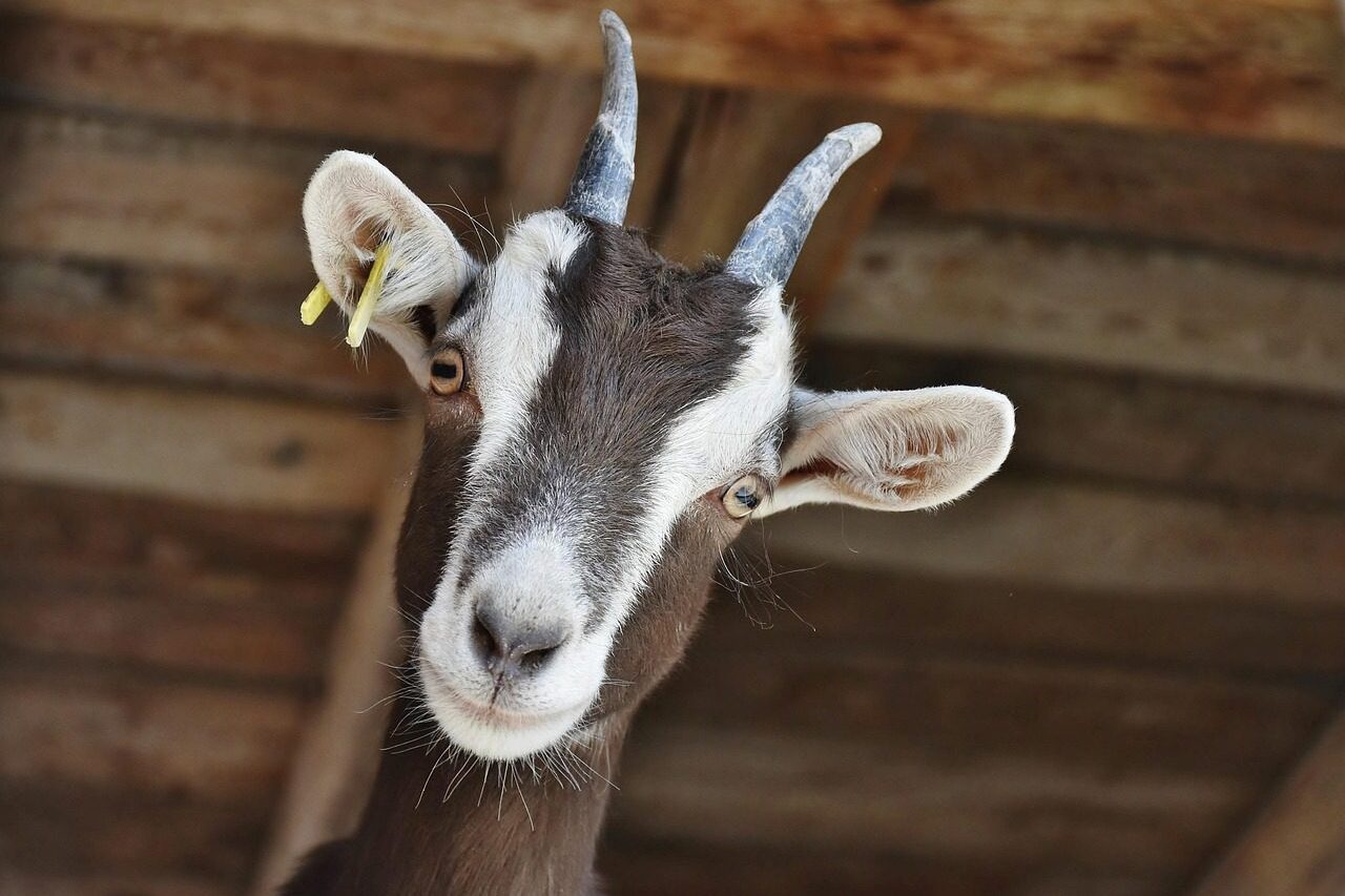 Kiskérődzők komplex védelme: Stratégiák a külső és belső élősködők ellen