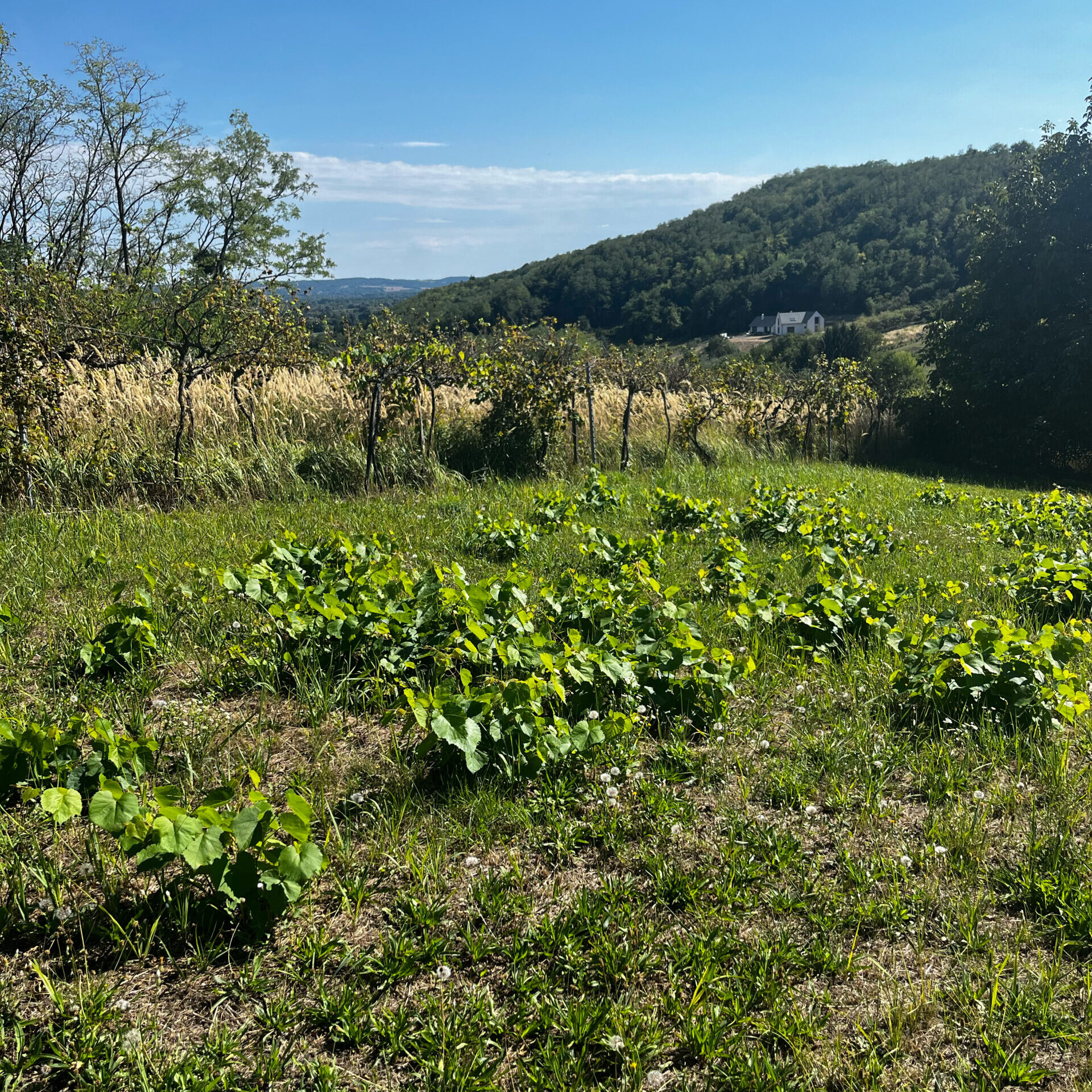 Fitoplazmával fertőzött kivágott, majd gyökérről újrahajtott szőlő