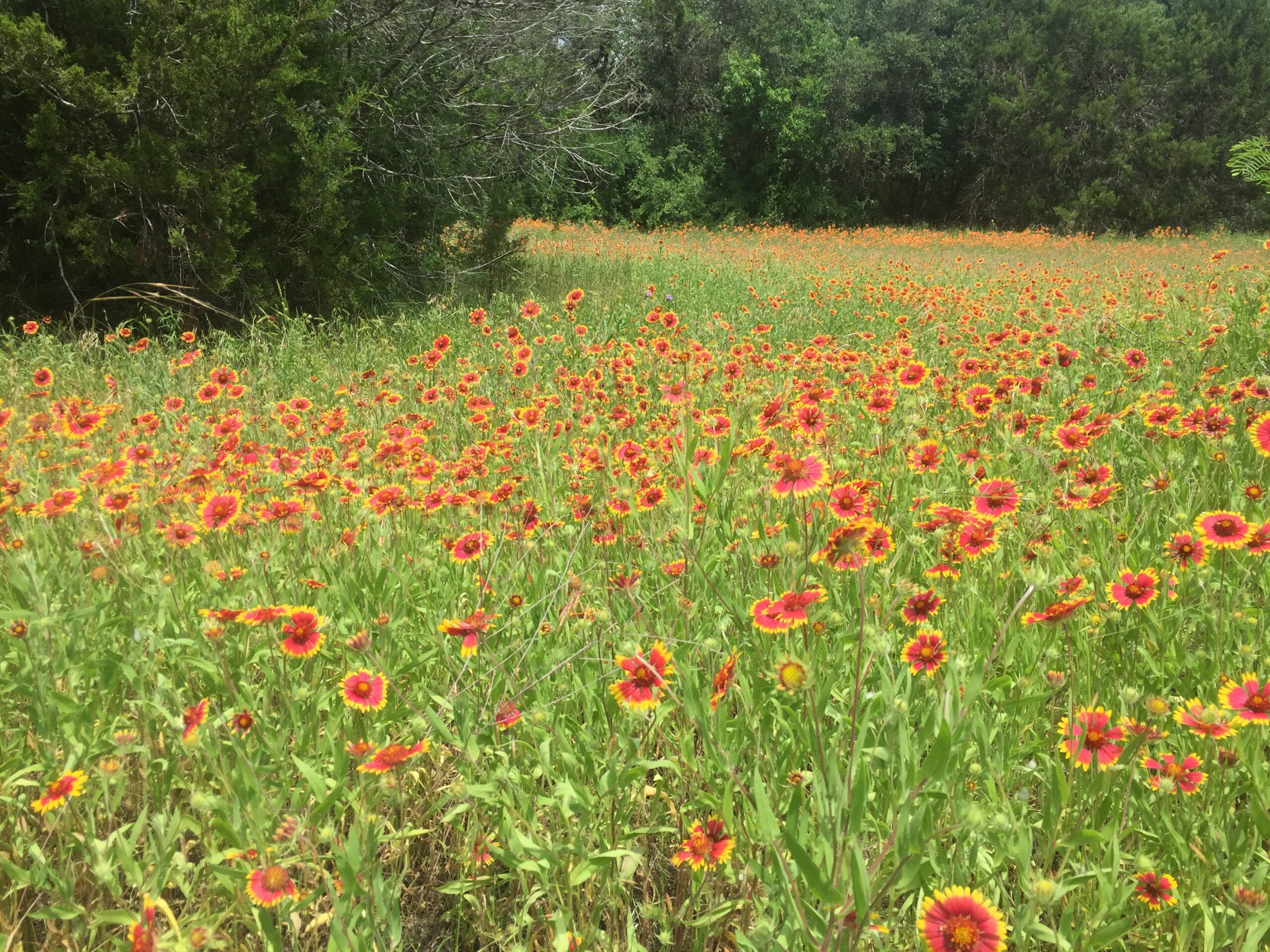 A kokárdavirág hatalmas állományokat alkot a Kunságban