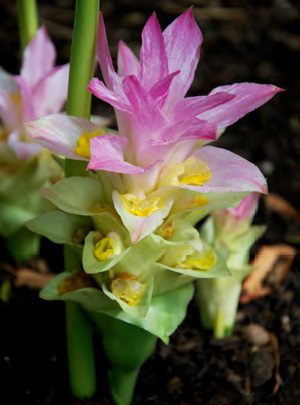 A kurkuma fürtvirágzatánakfelső virágzati fellevelei rózsaszínűek