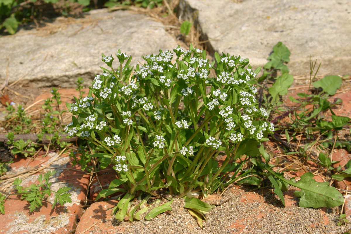 A madársaláta nálunk is előfordul vadon