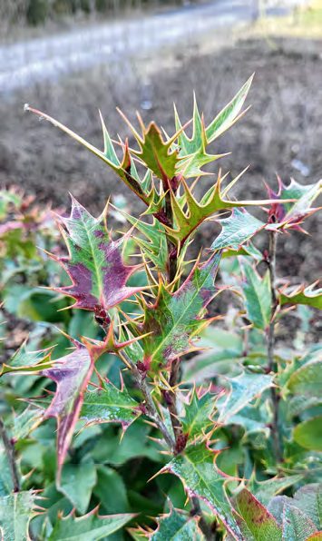 A hibrid növény fiatalhajtáscsúcsa levéltövises