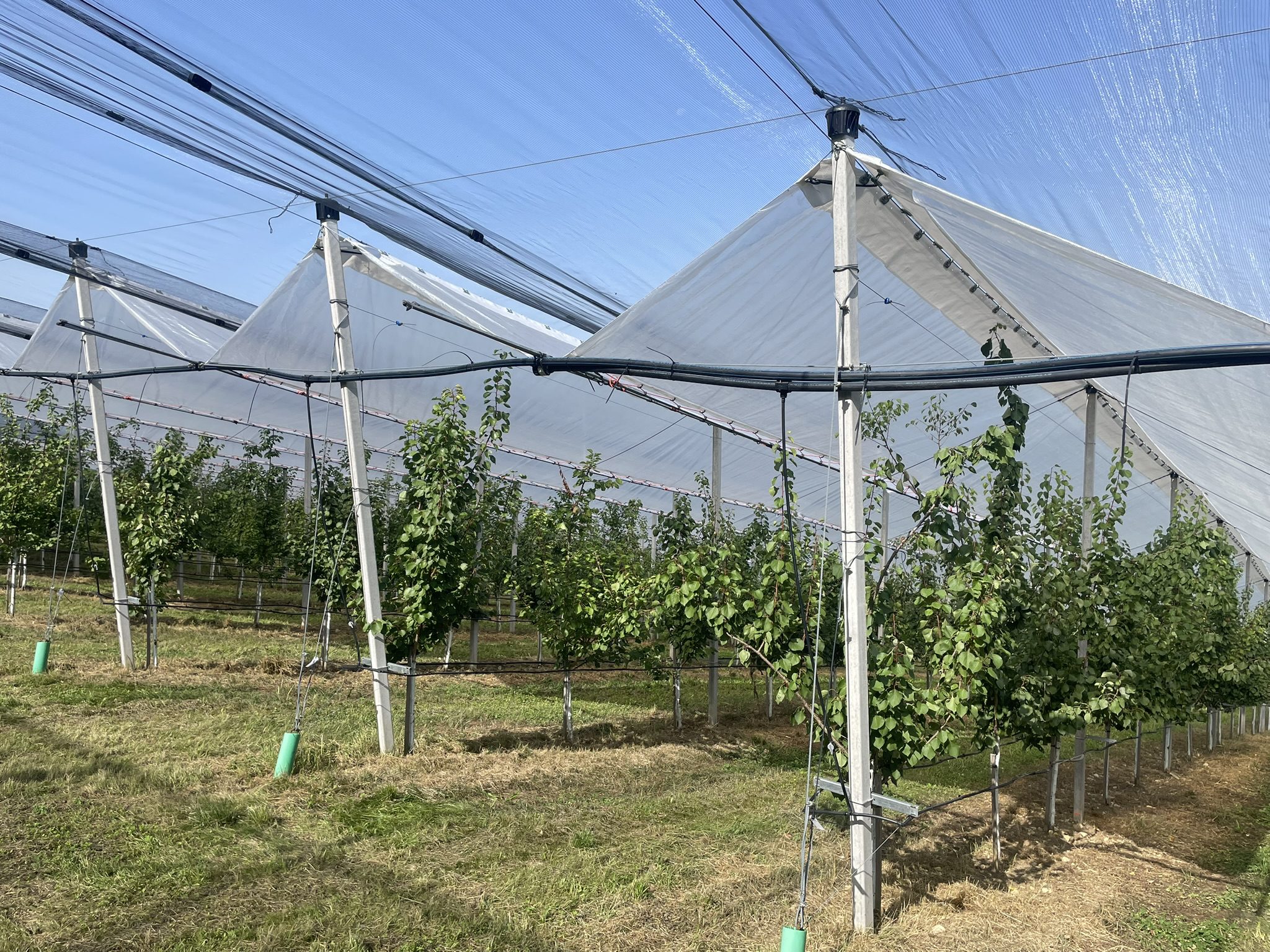 Második nyaras bio-kajsziültetvény