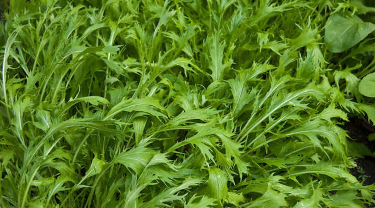 Gyorsan fejlődő, vízigényes növény a mizuma