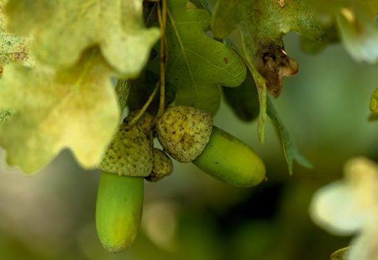 Tölgyek a cserépfalui fás legelőn
