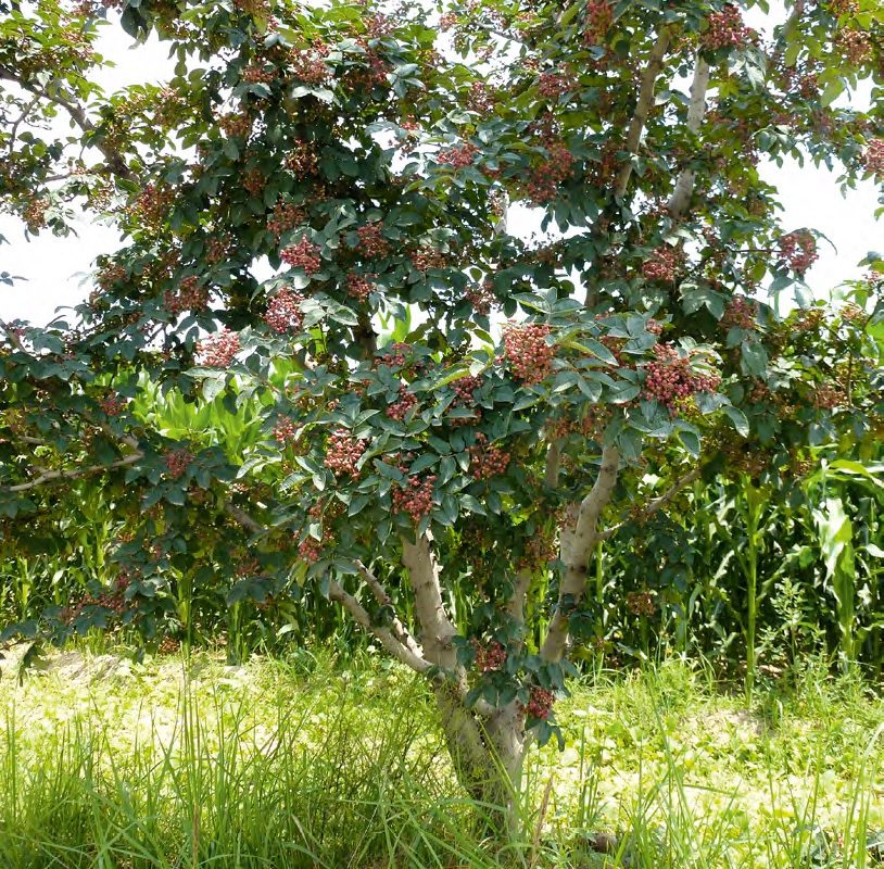 Nagytüskéjű borscserje