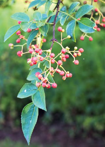 nagytuskeju_borscserje_termes_kertbarat