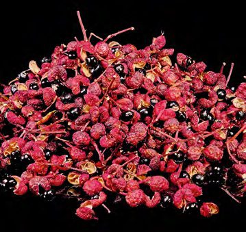 nagytuskeju_borscserje_termesek_kertbarat