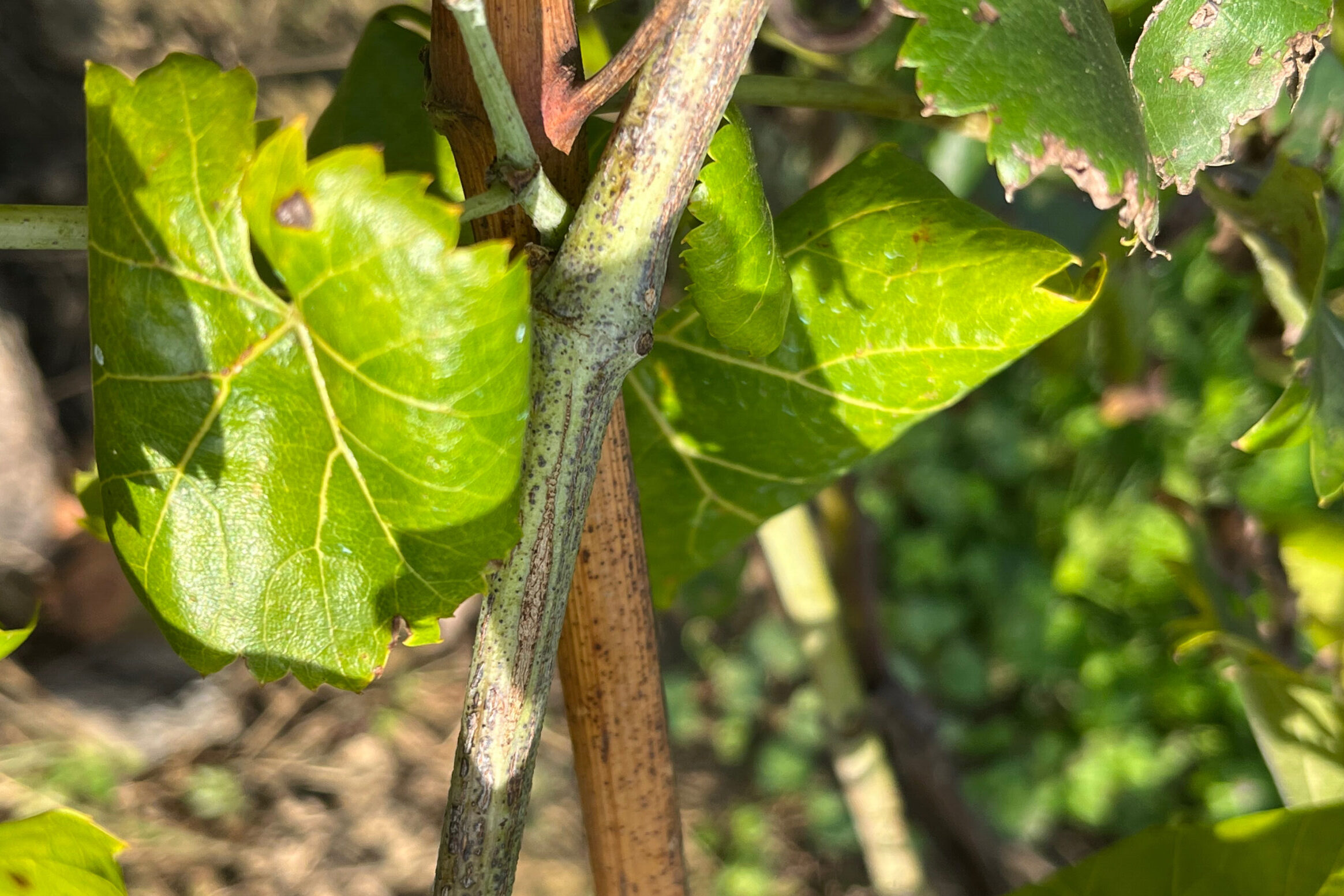 A szőlő aranyszínű sárgaság fitoplazma fertőzésekövetkeztében a vesszők nem érnek be
