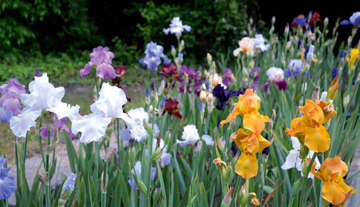 Növényi illatok - illatos gyökerek - Oldal 2 a 3-ből - Magyar Mezőgazdaság