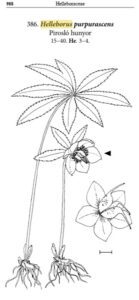 Digitálisan is letölthető az Új magyar füvészkönyv