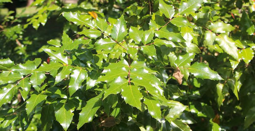 Az egyik szülő, az örökzöld mahónia