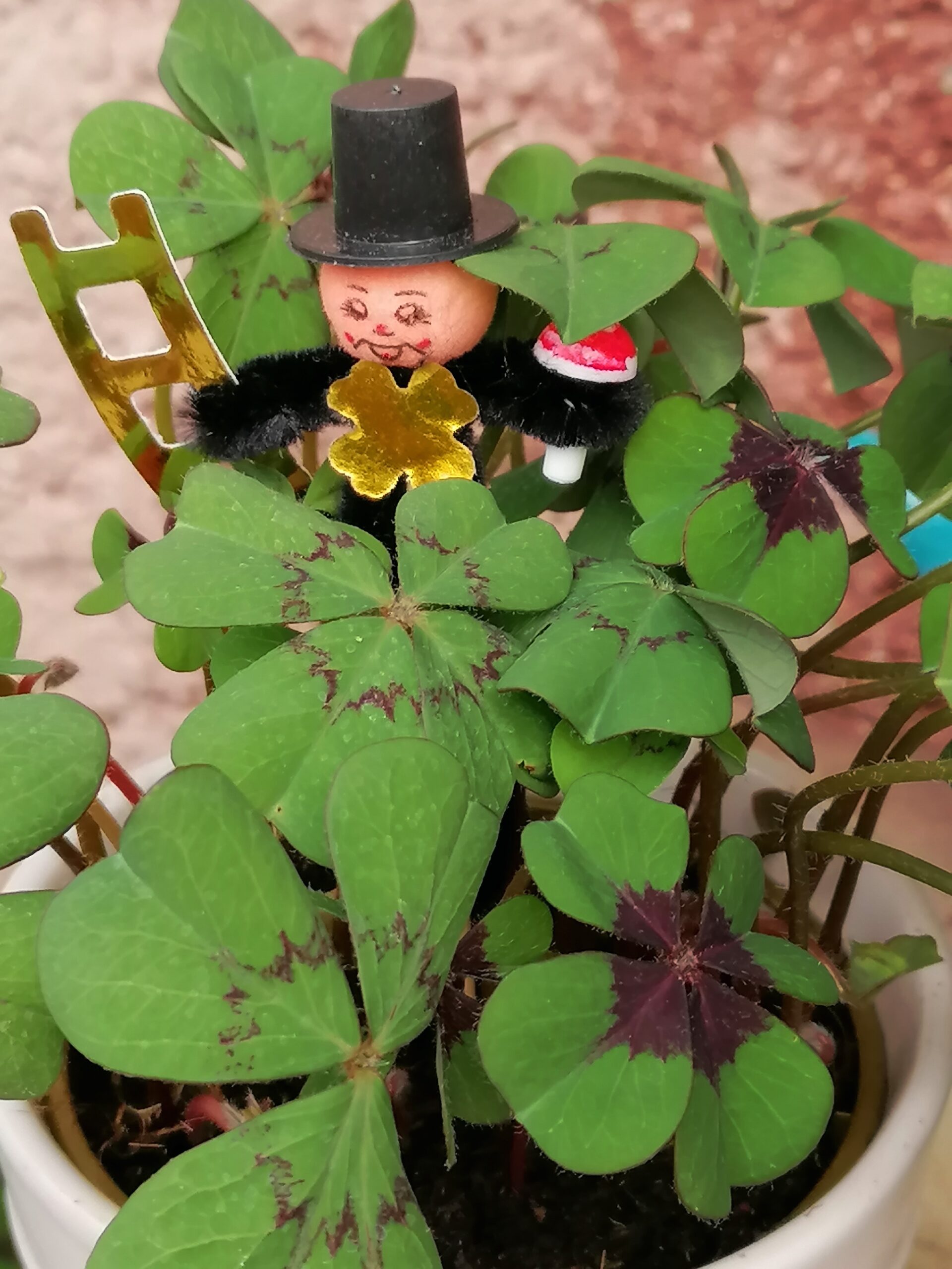 Ismerje meg az „újévi lóhere” rokonait!