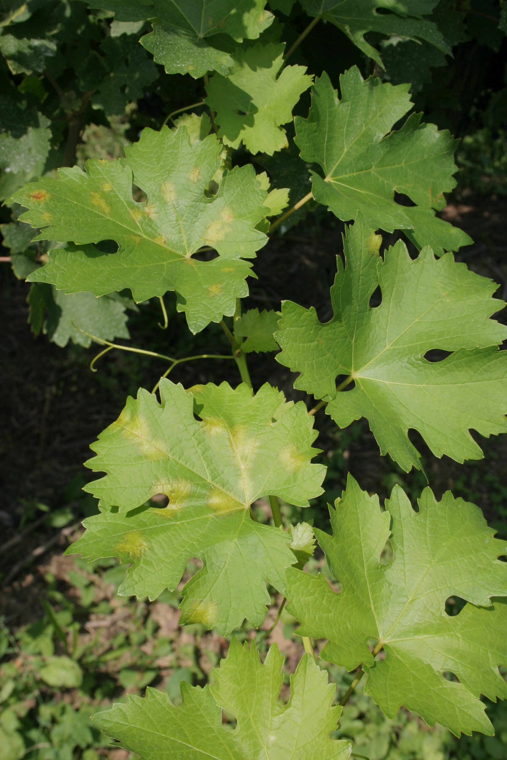 Kora ősztől alattomosan szaporodik fel a peronoszpóra