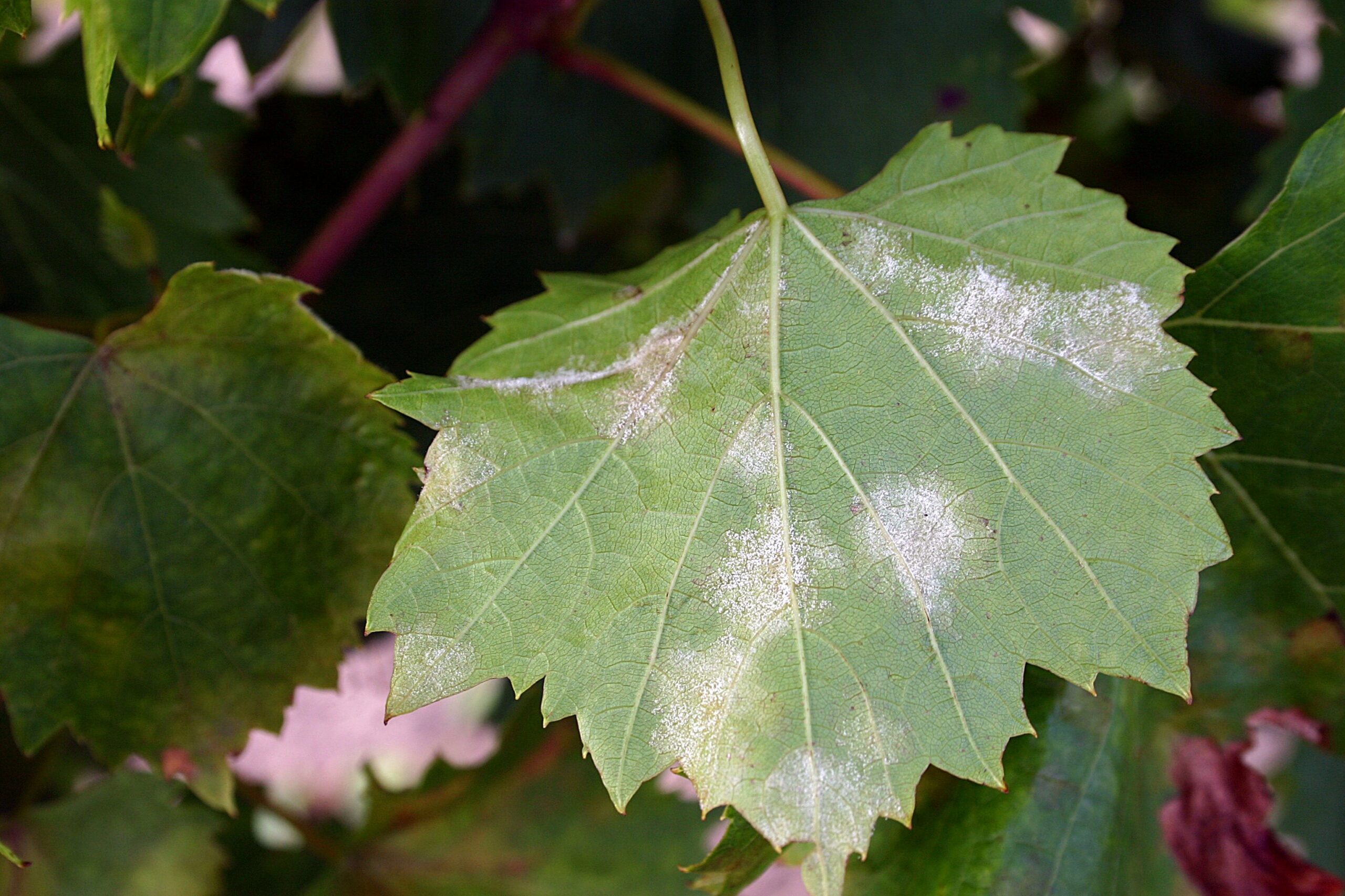 Szőlészet: kedvező előjelek a jövő évre