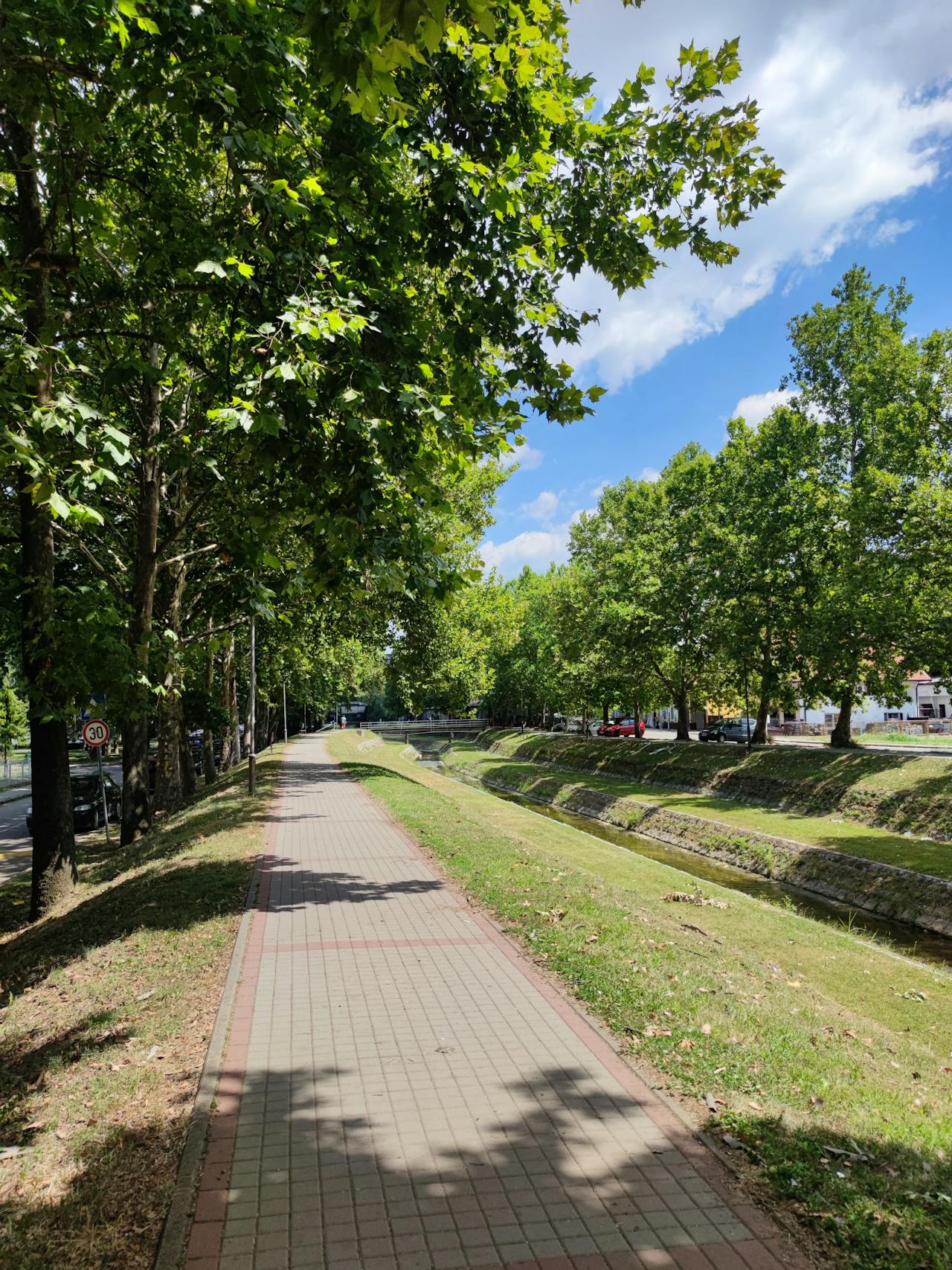 A platán jól árnyékol, ezért kedveltközterületi fafaj, ám pollenje és termésgömbjei egyaránt irritációt okozhatnak