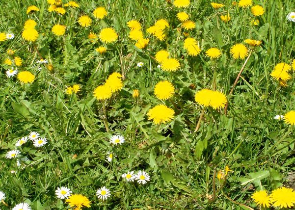 A pongyola pitypanggyökerei feltárják a vasat Fotó: Megyesi Éva