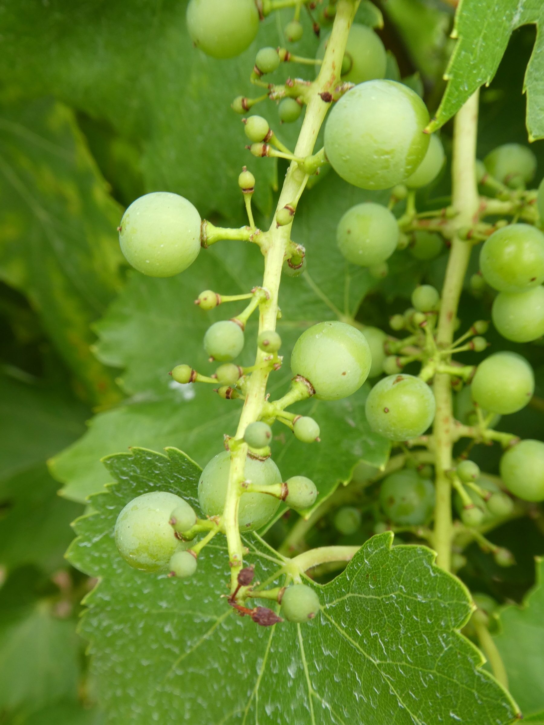 A hűvös tavasz miatt termékenyülési problémákkal kellett szembenézni