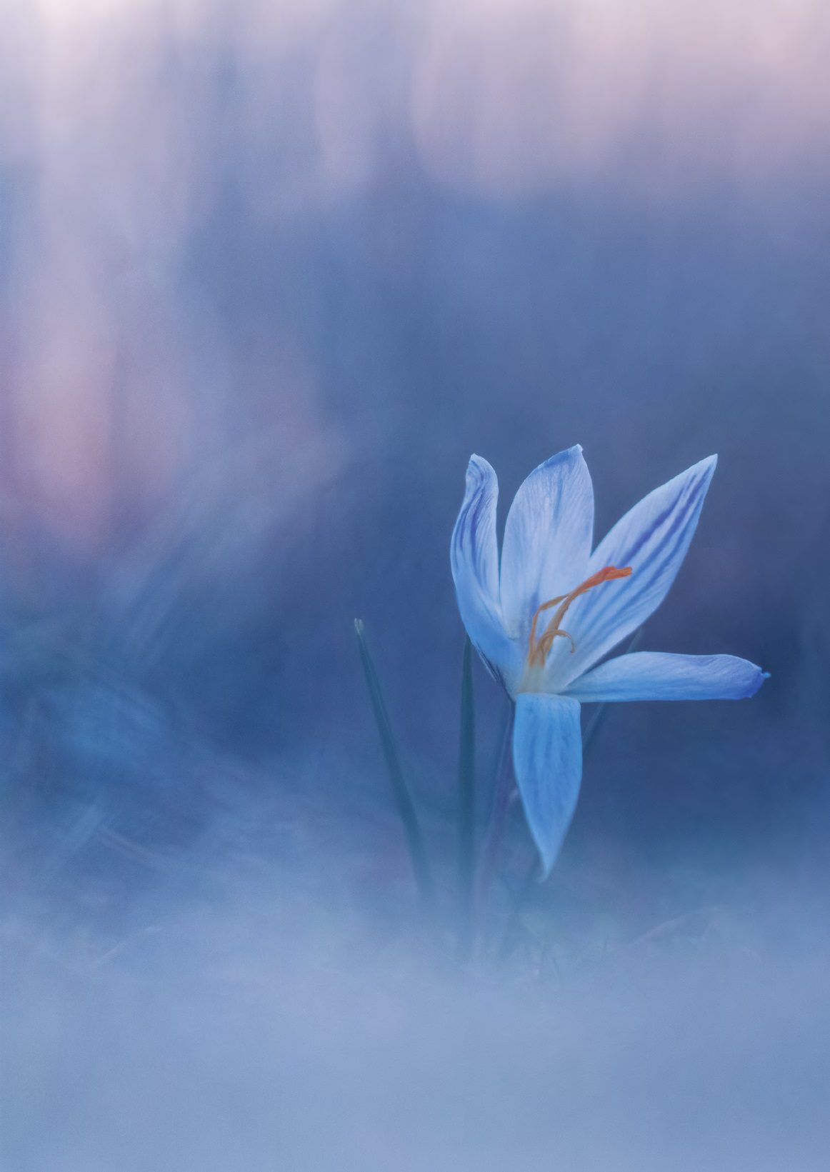 Korai ritkaságok: a tarka sáfrány és az egyhajúvirág