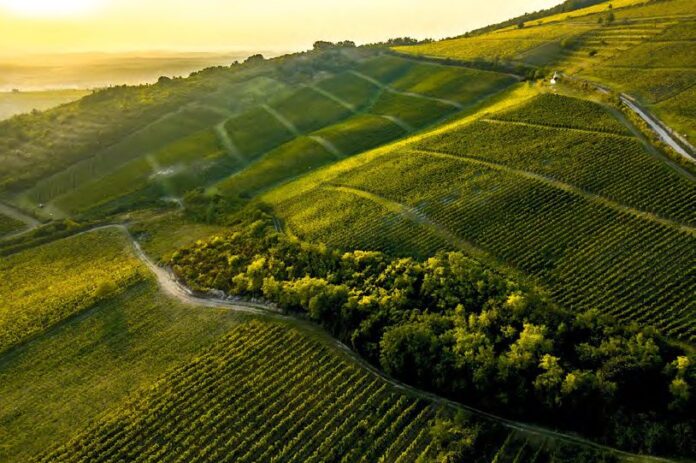 Fotó: St. Andrea Szőlőbirtok