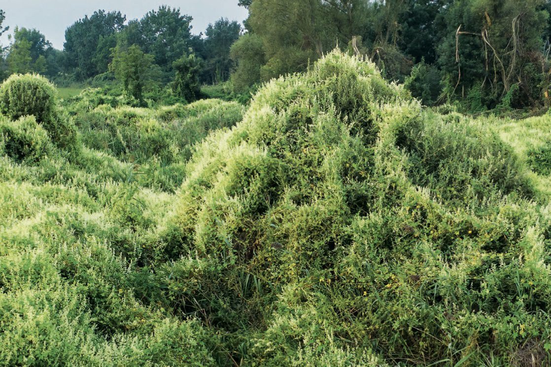 Özönnövények a hétköznapokban