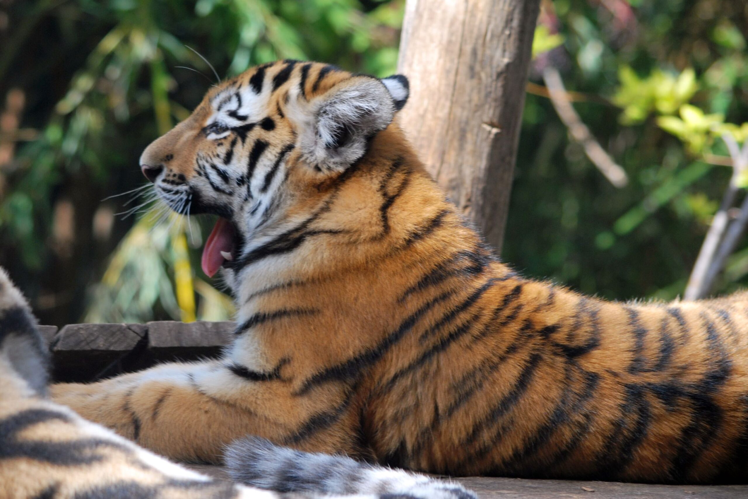 Az állatkerti örökbefogadás remek alternatíva az élő állat helyett