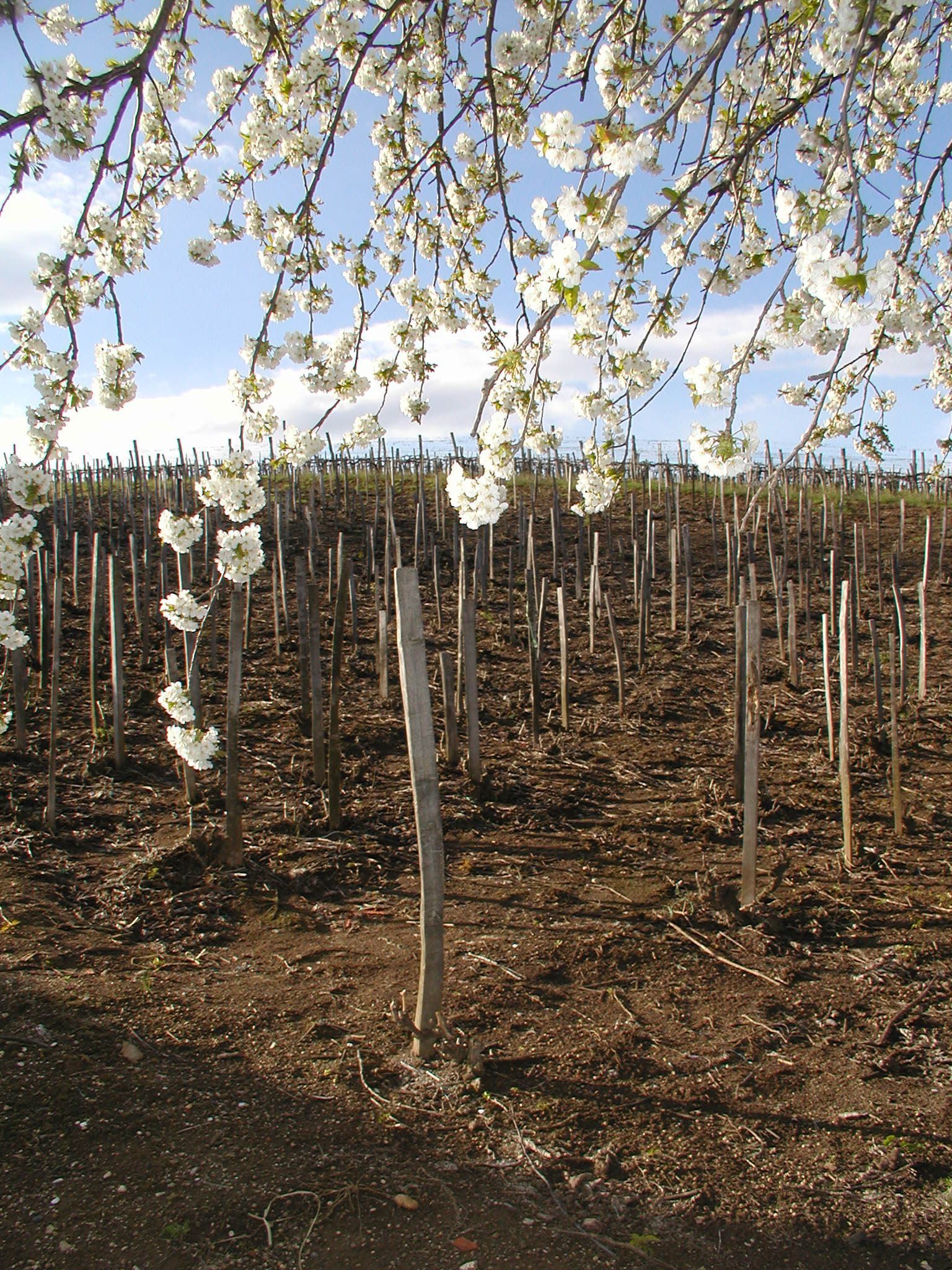 szőlő agroerdészet
