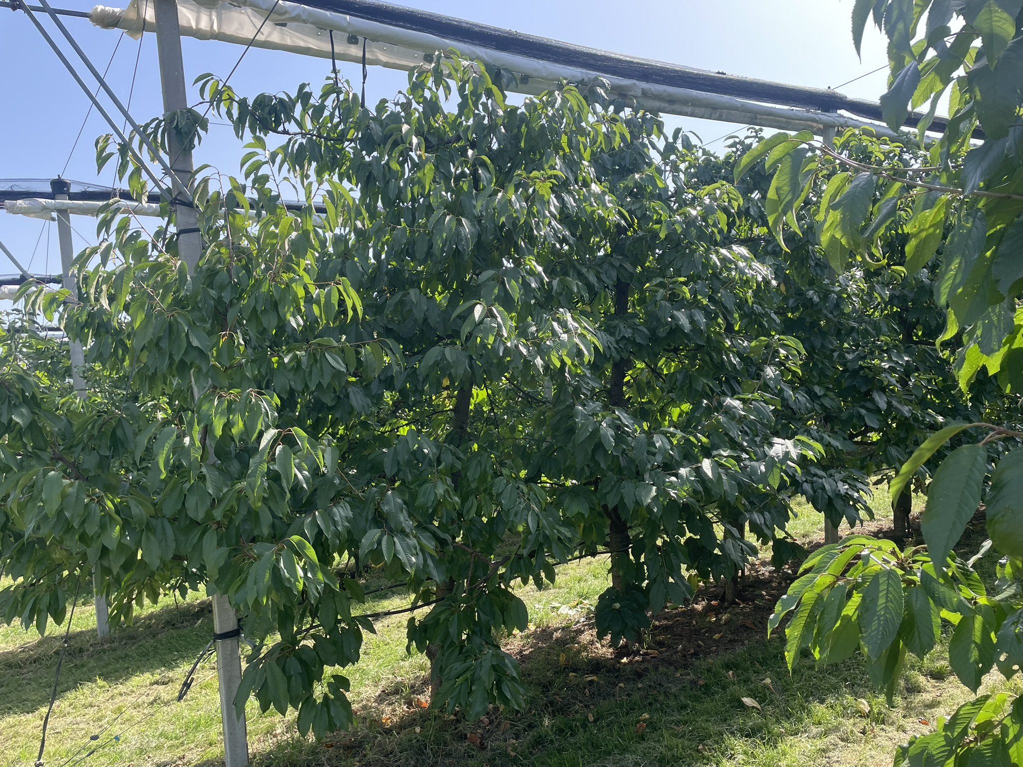 Tizenkettedik nyarasbiocseresznye-ültetvény