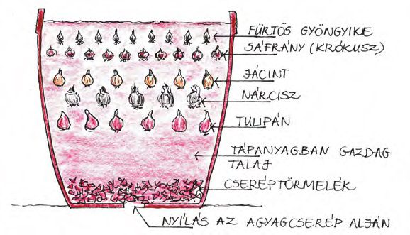 tulipan lasagne