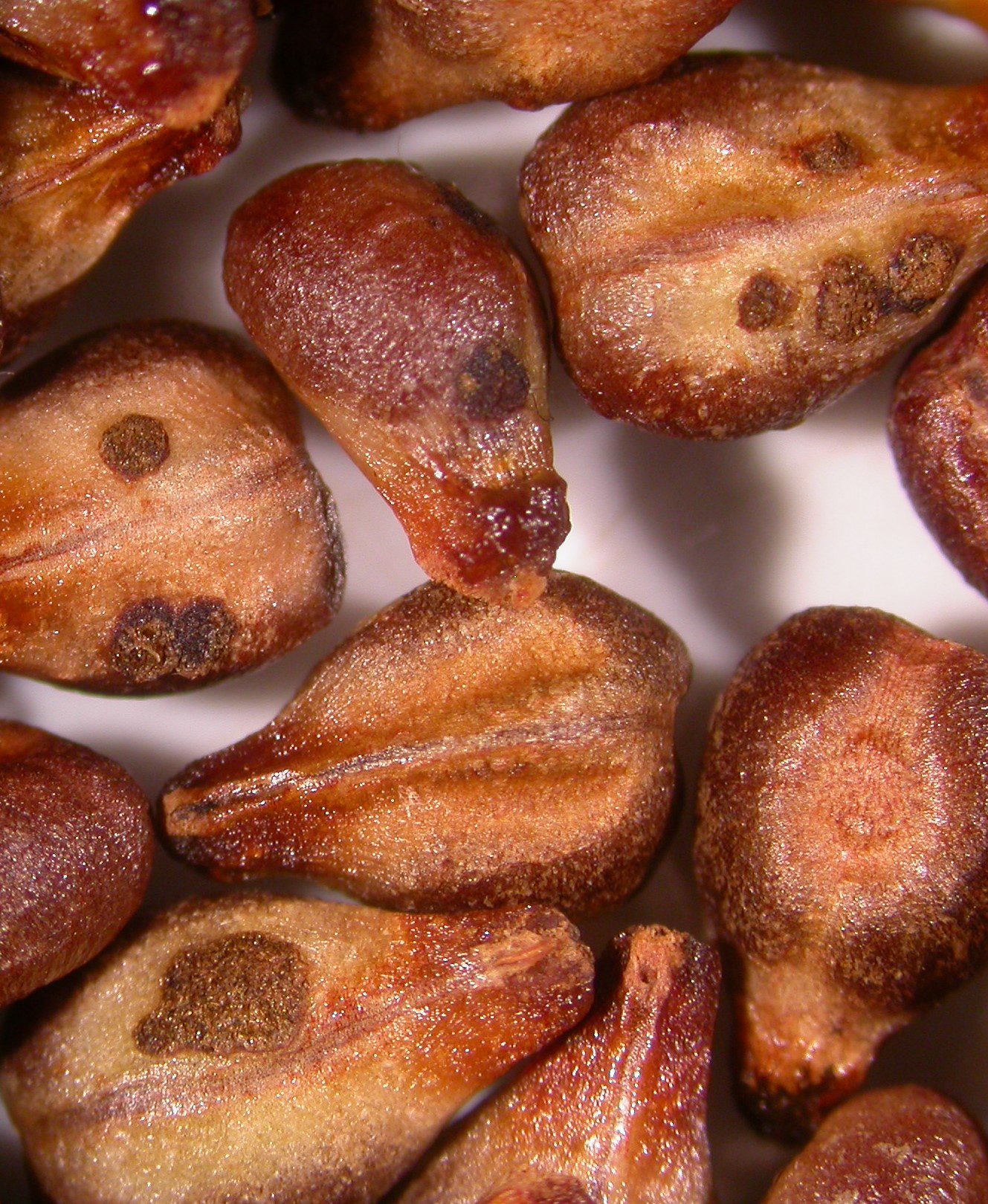 Szélsőségesen erős UV-sugárzáshatására tumorok alakultak ki a szőlőmagon