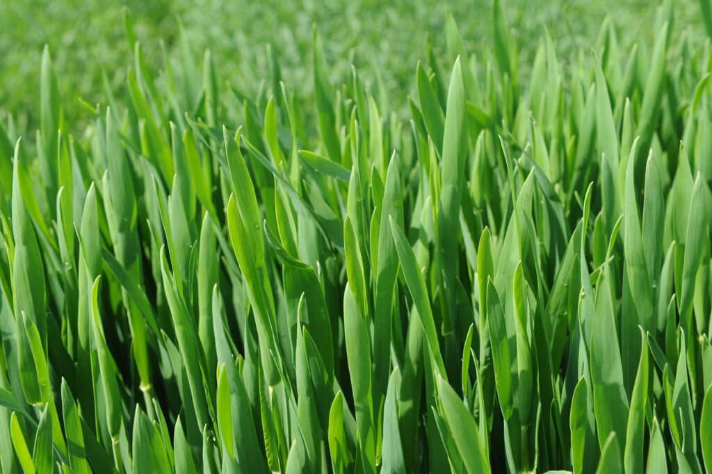 Téli népszokások a mezőgazdaság érintésével