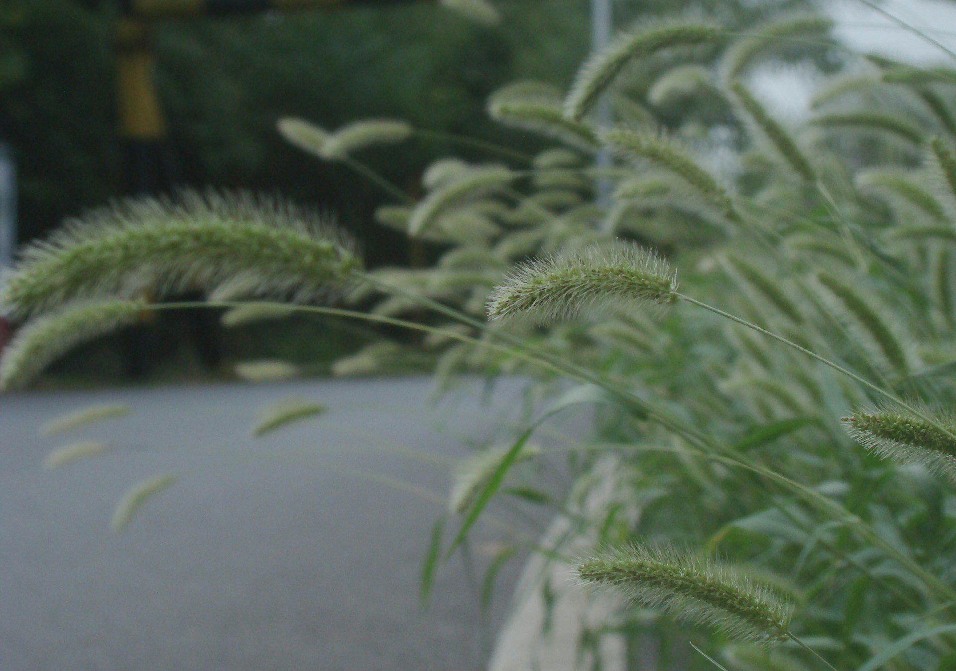 A kaszálás időzítése döntőenbefolyásolja a pázsitfűfélék pollenterhelésének alakulását